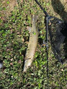Northern Pike