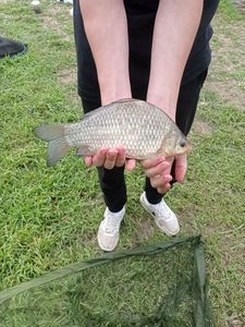 Crucian Carp