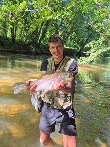 Rainbow Trout