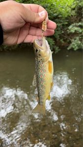 Brown Trout