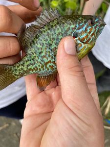 Green Sunfish
