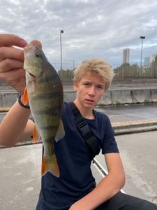 European Perch