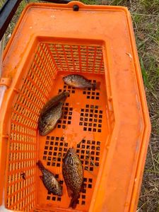 Green Sunfish