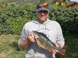 European Perch