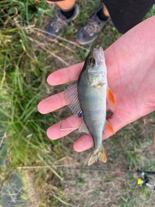 European Perch