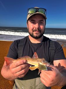 Gurnard