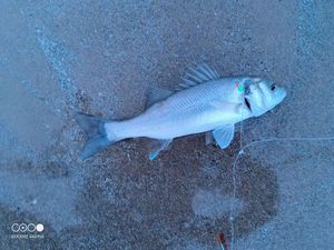 European Bass (Seabass)