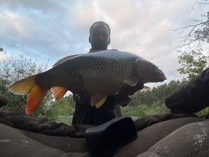 Common Carp