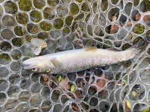 Brown Trout