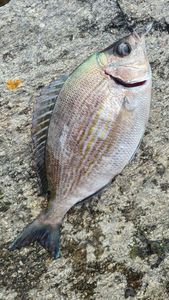 Black Seabream
