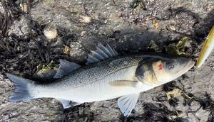 European Bass (Seabass)