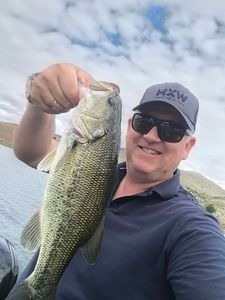 Largemouth Bass