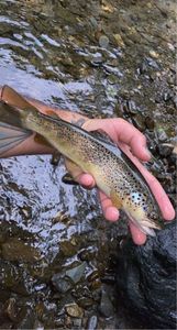 Brown Trout