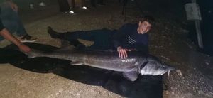 European Sturgeon