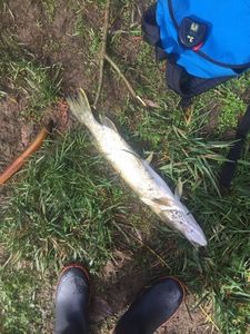 Northern Pike