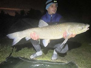 Grass Carp