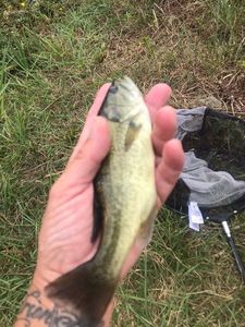Largemouth Bass