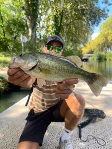 Largemouth Bass