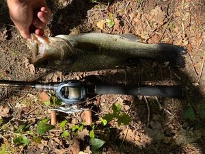Largemouth Bass