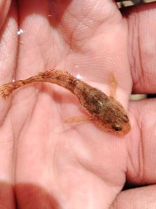 Bullhead