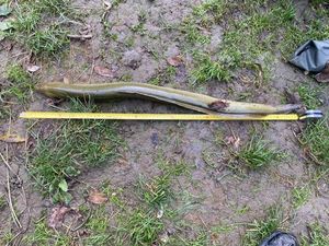 European Eel (Common Eel)