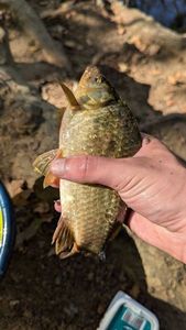 Prussian Carp