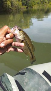 Smallmouth Bass