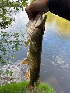 Northern Pike