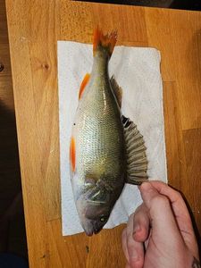 Yellow Perch