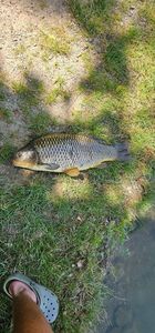 Common Carp