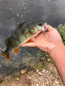 European Perch