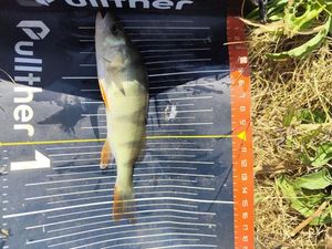 European Perch