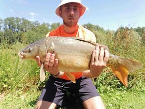 Mirror Carp