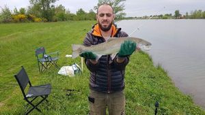 Rainbow Trout