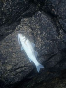 European Bass (Seabass)