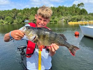 European Perch