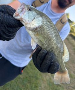 Largemouth Bass