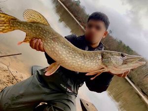 Northern Pike