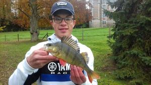 European Perch
