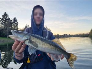 Zander