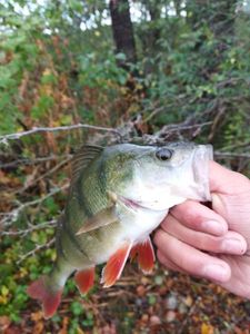European Perch