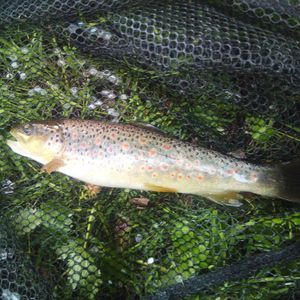 Brown Trout