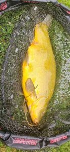 Tench
