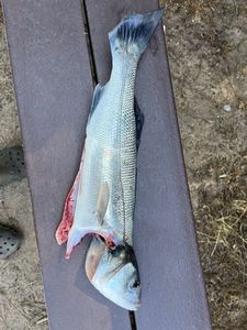 European Bass (Seabass)