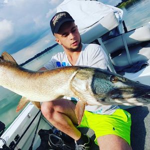 Northern Pike