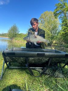 Common Carp