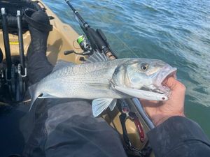 European Bass (Seabass)