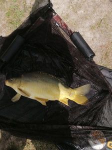Mirror Carp
