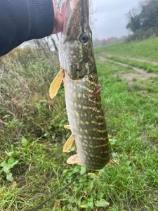 Northern Pike