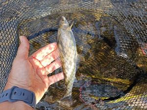 Grayling